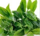 Extracto de té verde, componente clave de Silvets.