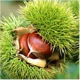 Representación del ingrediente Venocin, extracto de castaño de indias