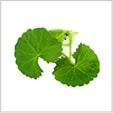Representación del ingrediente Centellin, extracto de centella asiática