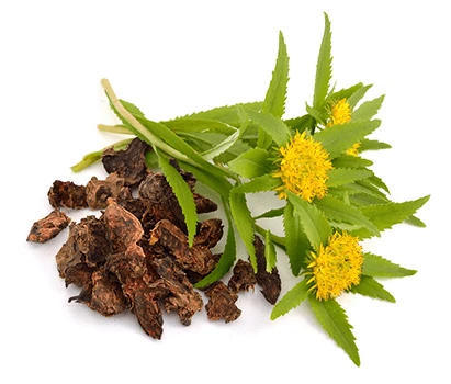 Ilustración de Rhodiola Rosea, uno de los componentes de Restilen